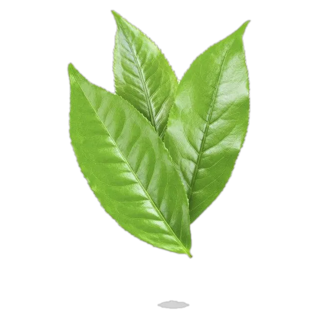Té verde
